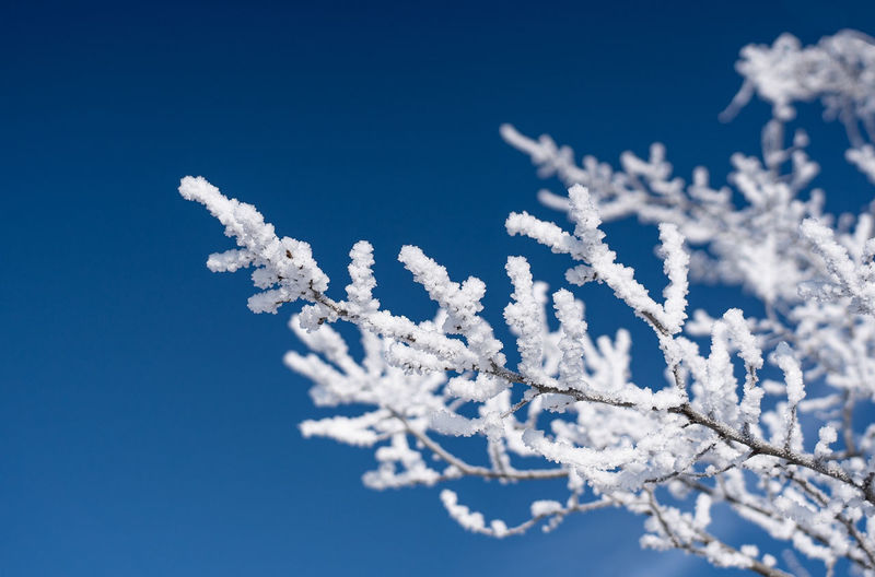 Low angle view of frozen plant against blue sky