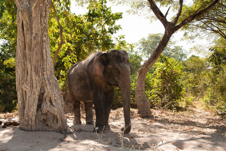 Elephant standing amidst trees in forest