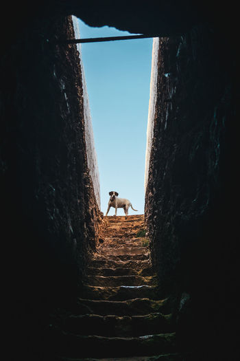 Small dog standing on ruined cave dark stairs
