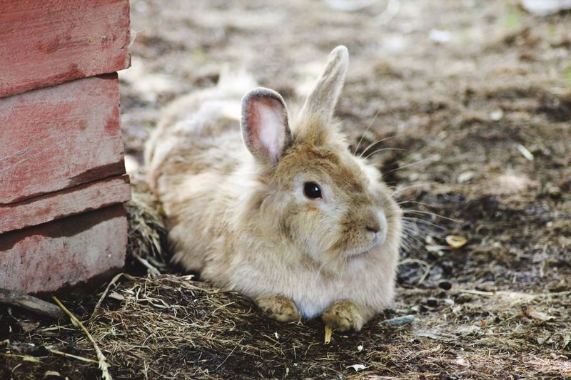 Close-up of a bunny on field