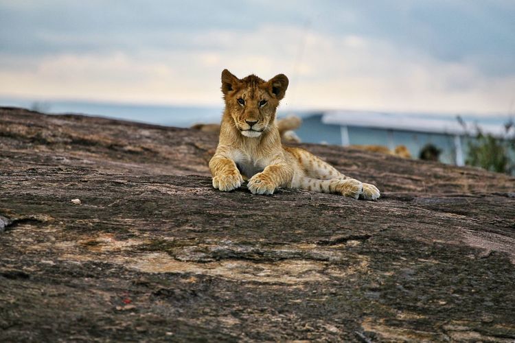 Portrait of lion cub resting on rock at masai mara national reserve