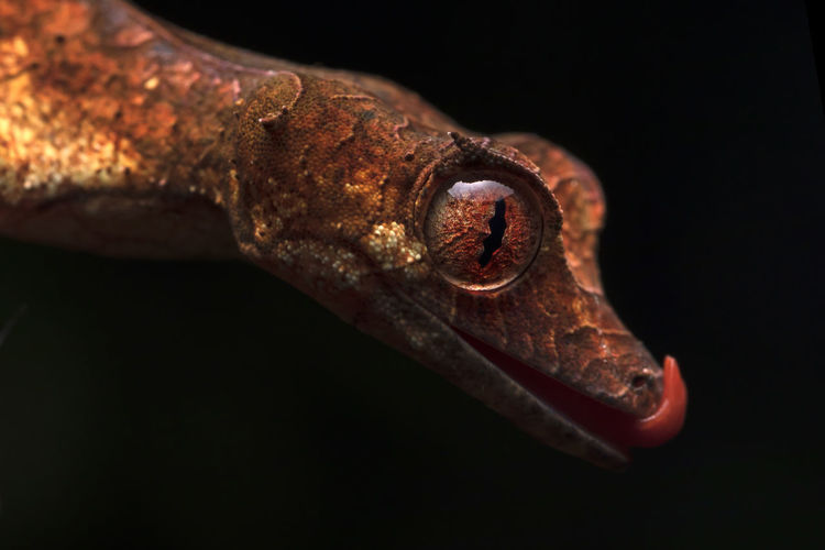 Uroplatus phantasticus: gecko from madagascar over dark background