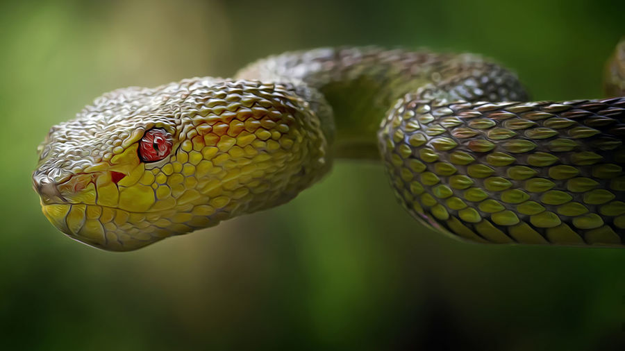 Close-up of snake's eye