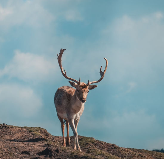 Deer standing on a land