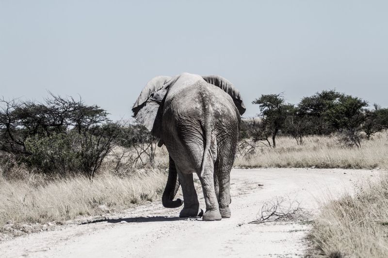 Elephant walking on road against clear sky