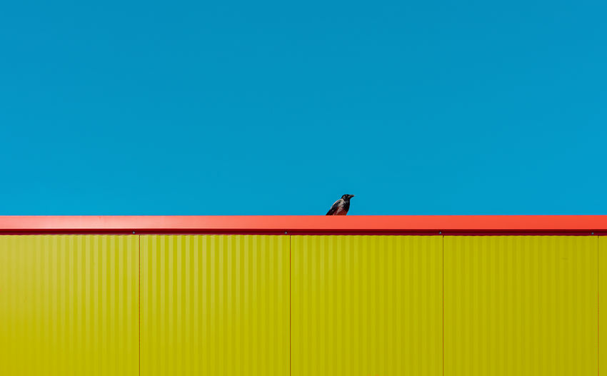 Bird on wall against blue sky