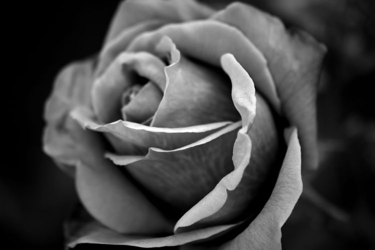 Close-up of rose plant against black background