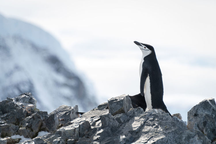 Chinstrap penguin stands on ridge lifting beak