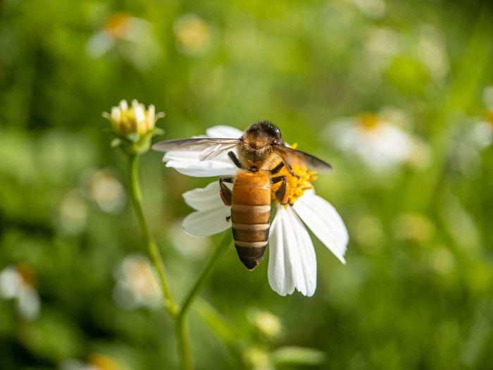 Close-up of bee pollinating on flower