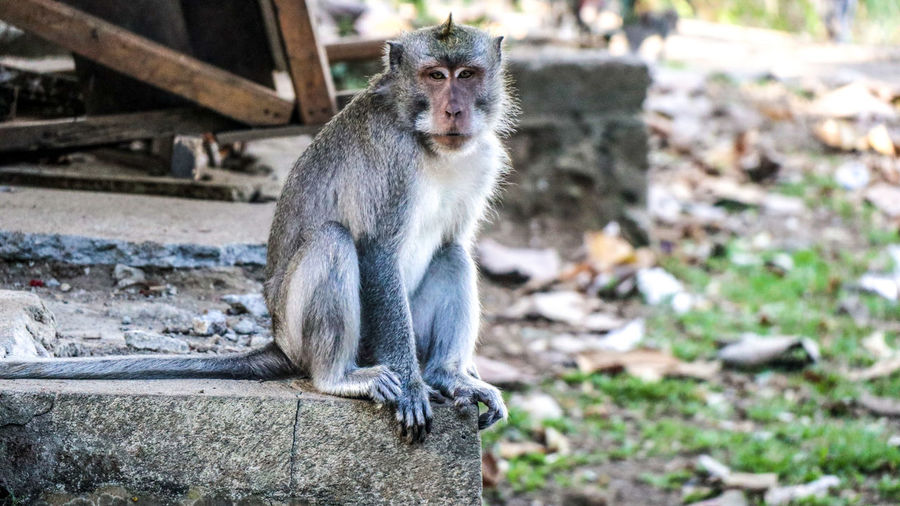 Monkey in ubud bali indonesia