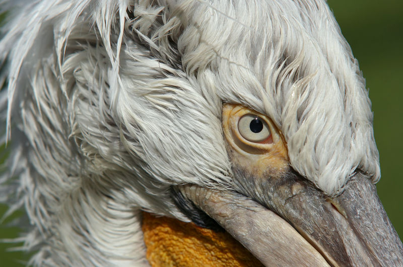 Dalmatian pelican - detail of the eye
