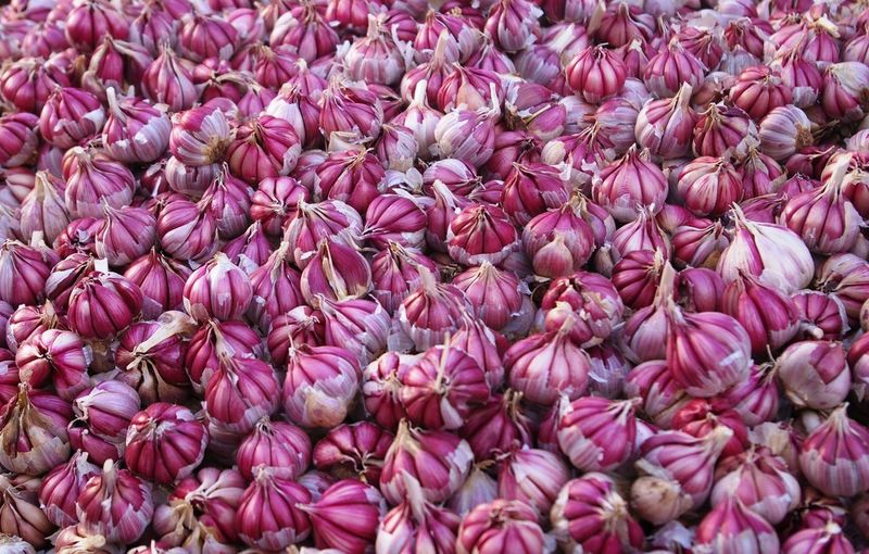 Full frame shot of garlic bulbs for sale