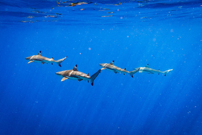 Sharks swimming in sea