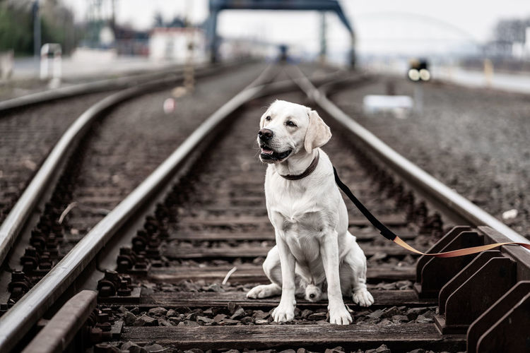 Portrait of a dog on railroad tracks. labrador retriever.