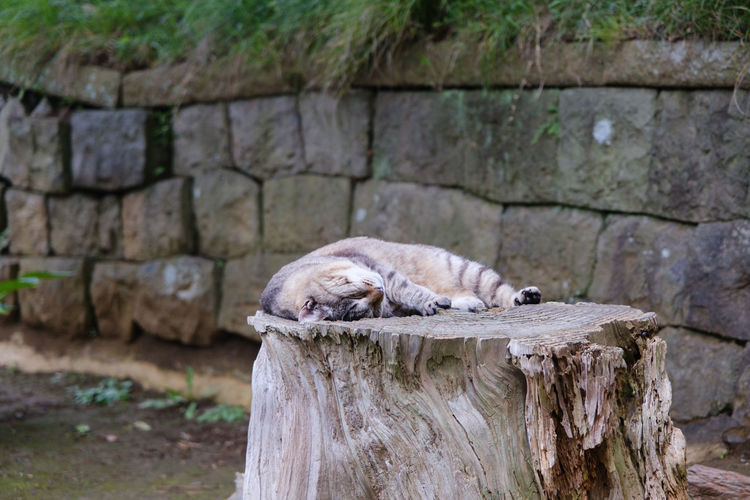 Cat sleeping