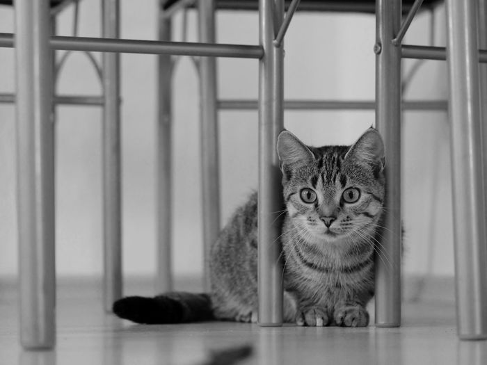 Black and white portrait of tabby cat sitting