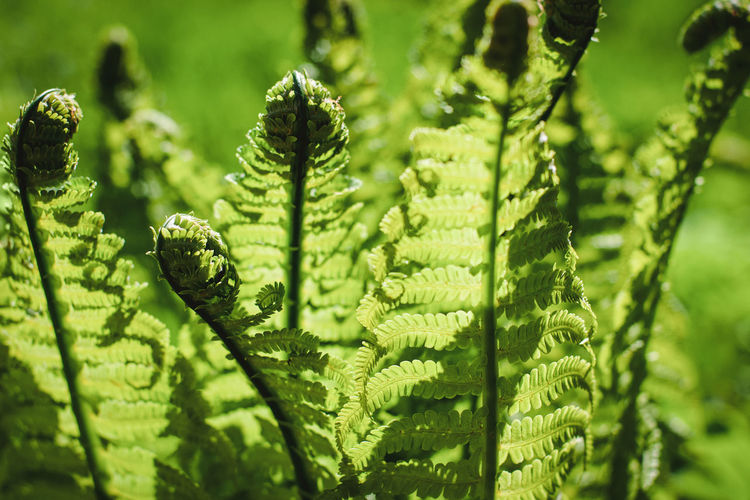 ferns and horsetails