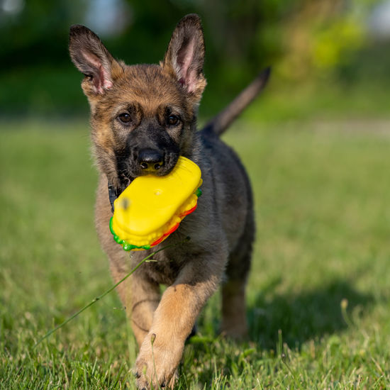 An eight weeks old german shepherd puppy playing with a toy in green grass.