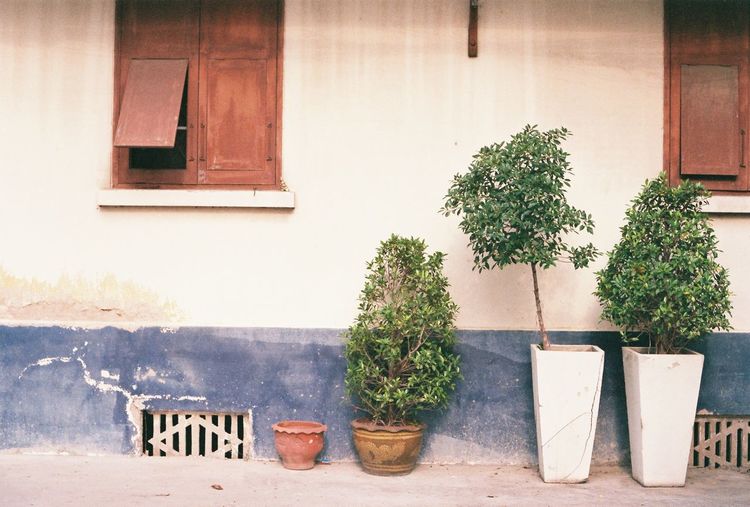 Potted plants against wall of house