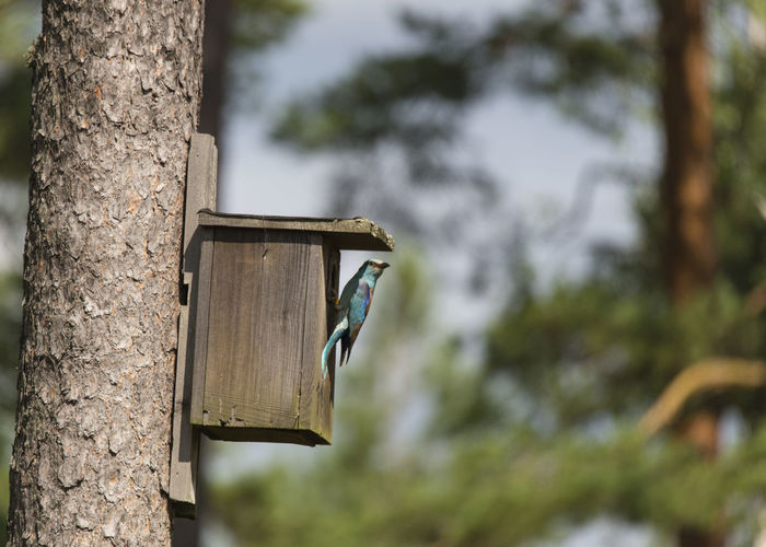 Roller on birdhouse attached to tree