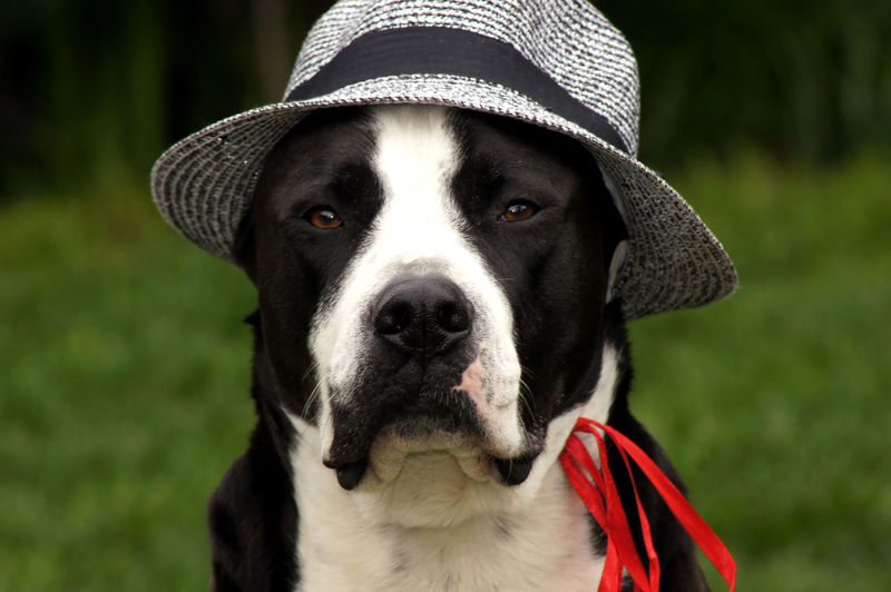Close-up portrait of dog wearing hat