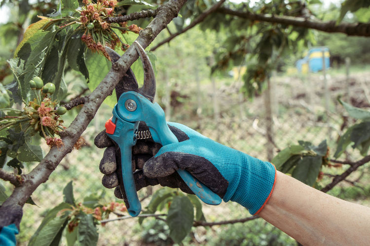 Close-up of hand holding plant against trees