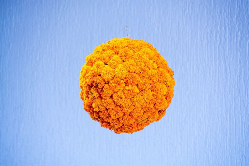 Close-up of marigold hanging flower