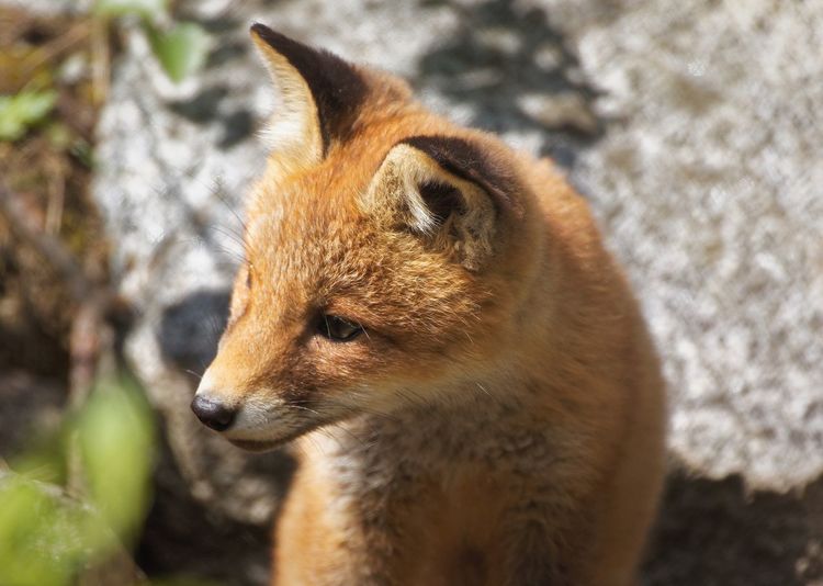 Close-up of red fox