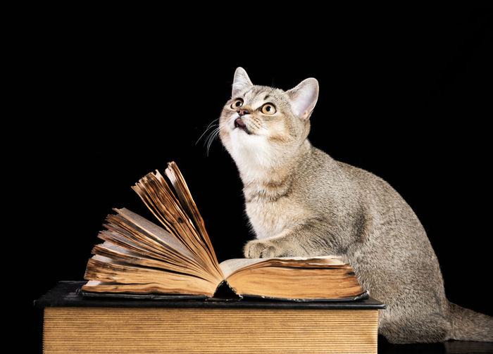 Cat sitting on book against black background