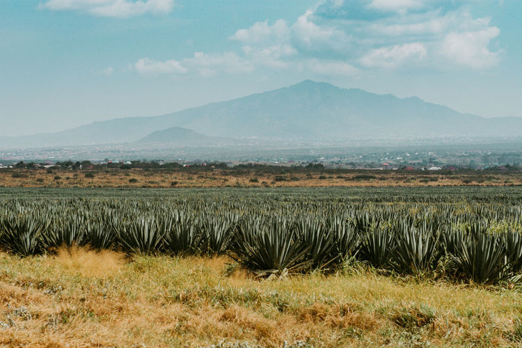 Scenic view of sisal plantation against mountains and sky