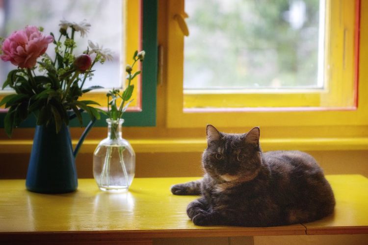 Cat looking at flower vase on table