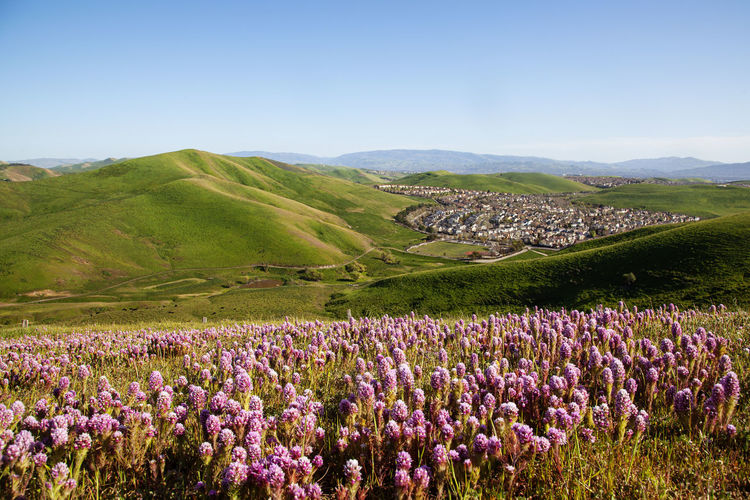 Spring flowers blossoming in san ramon, tri-valley, california