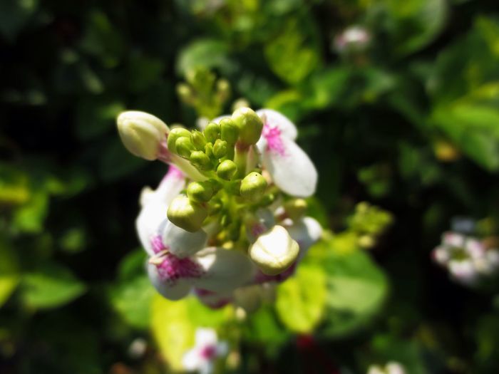 Close-up of flowers against blurred background