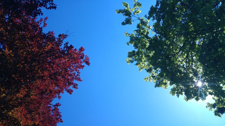 Low angle view of tree against clear blue sky