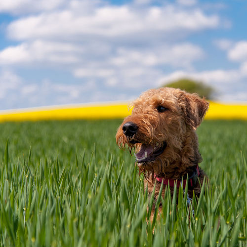 Dog looking away on field