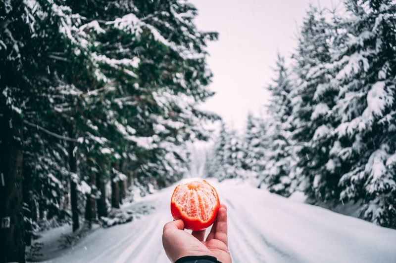 Close-up of person holding ice cream on road in forest
