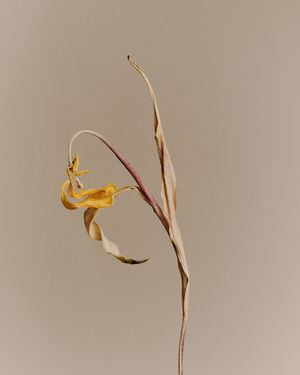 Close-up of wilted plant against white background