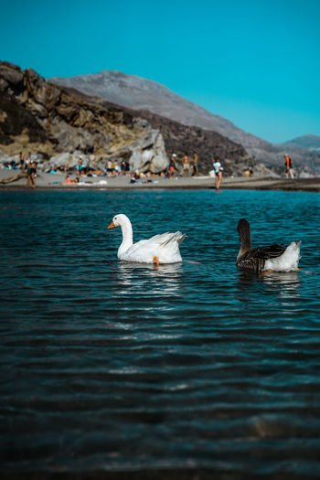 Birds in lake