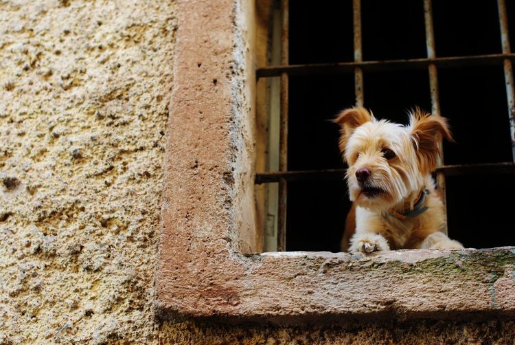 Portrait of a dog looking out the window 