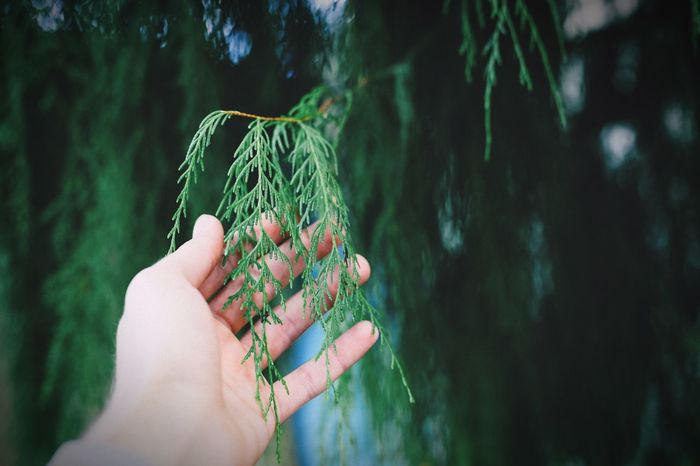 Cropped image of hand holding leaves of tree