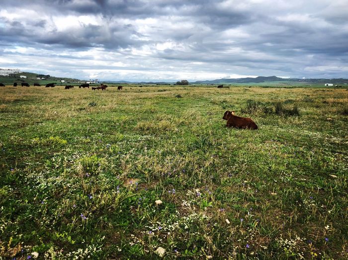 Sheep in a field