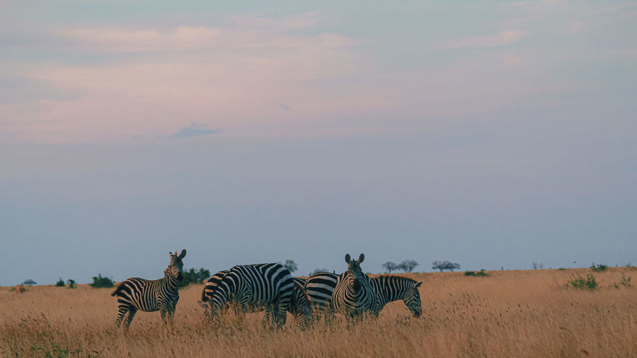 Zebras feeding 