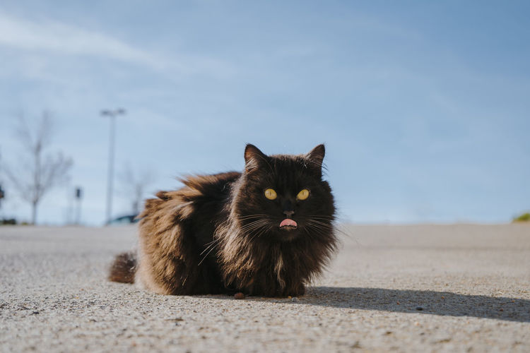 Portrait of cat on road against sky