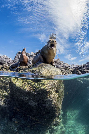 Seals sitting on rock against sky