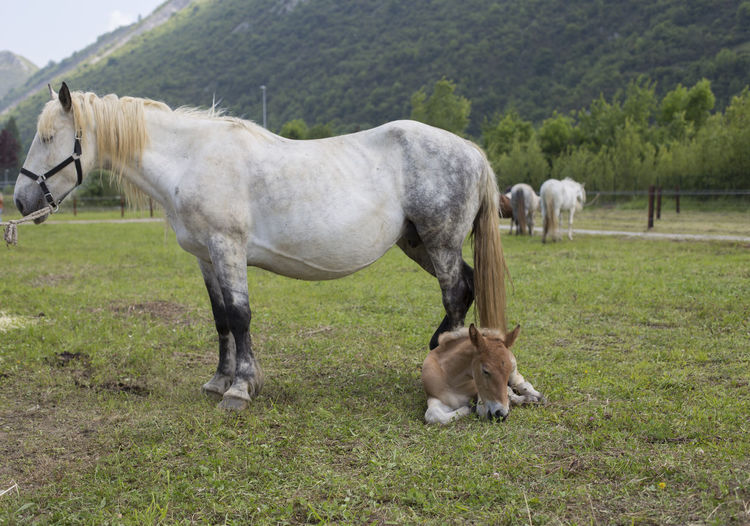 Dapple-gray mare and sorrel foal