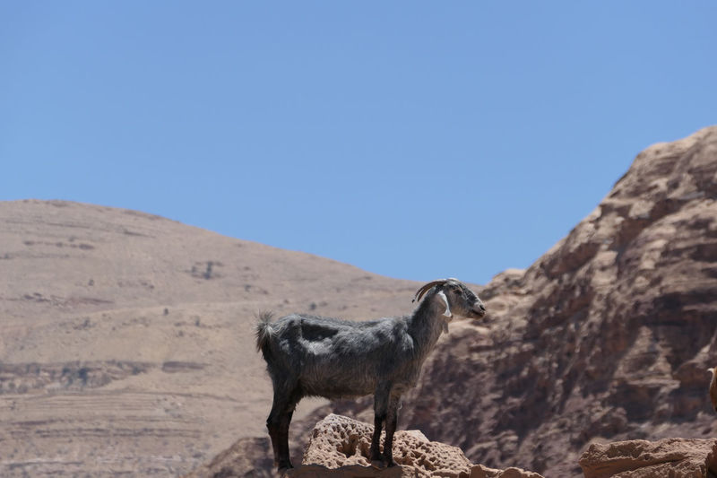 Goat on top of hill with with over petra valley towards little petra