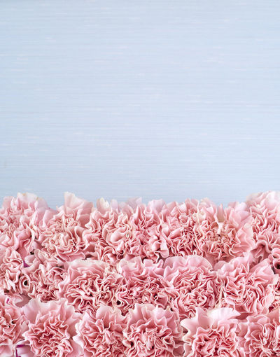 Close-up of pink flowering plants