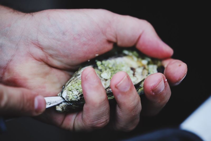 Close-up of human hand holding shell