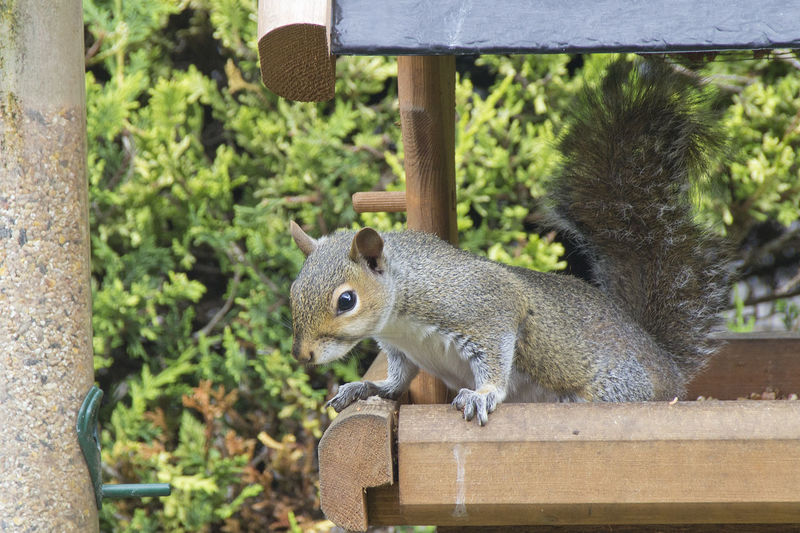 Close-up of squirrel on wooden structure