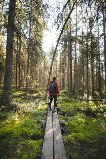 Man walking through forest on a duckboard in hiidenportti national park, sotkamo,  in finland. 